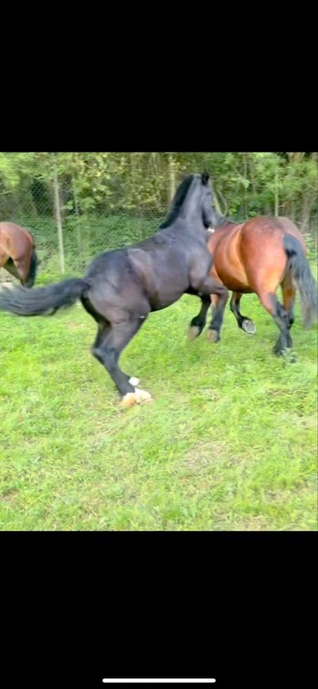 Ogierek zimnokrwisty