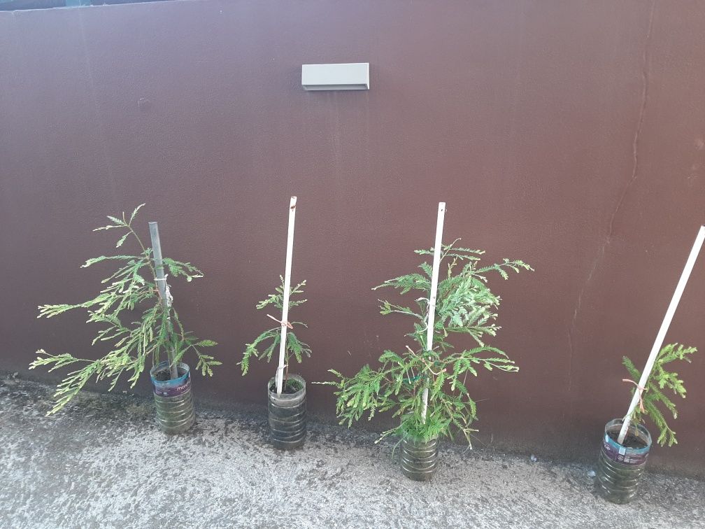 Sequoias (Sequoia sempervirens) 70cm a 1m – 25€ cada