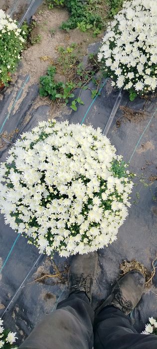 Sprzedam chryzantemy drobnokwiatowe