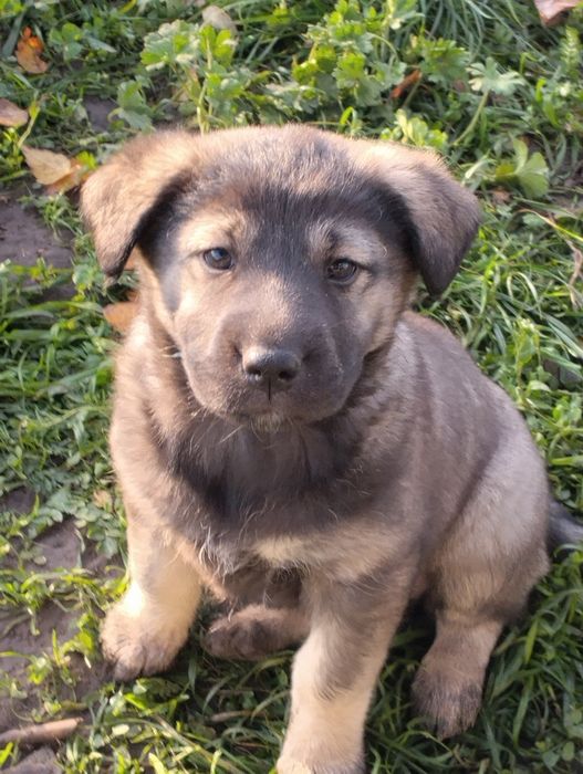 Віддам цуценят в хороші руки.