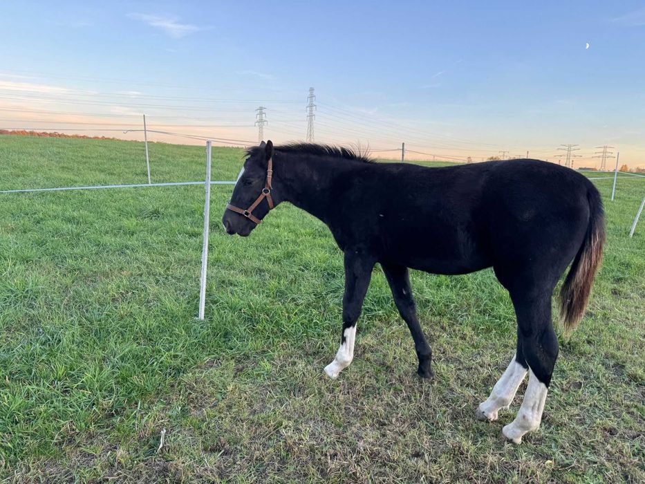 Ogierek szlachetny – rodowód, sportowy potencjał, spokojny charakter