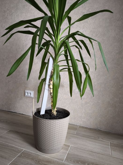 Пальма юкка вазон в горшку
