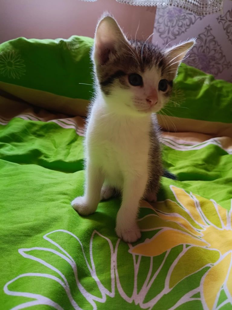 Oddam kotki w dobre ręce