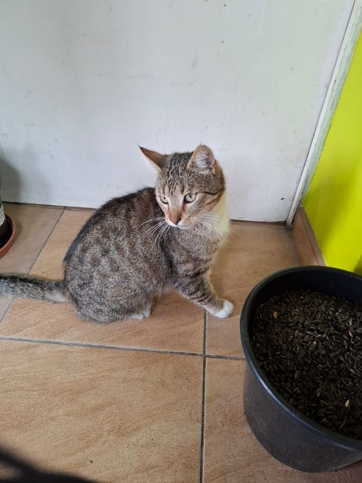 3 letni Kocurek szuka domu niewychodzącego