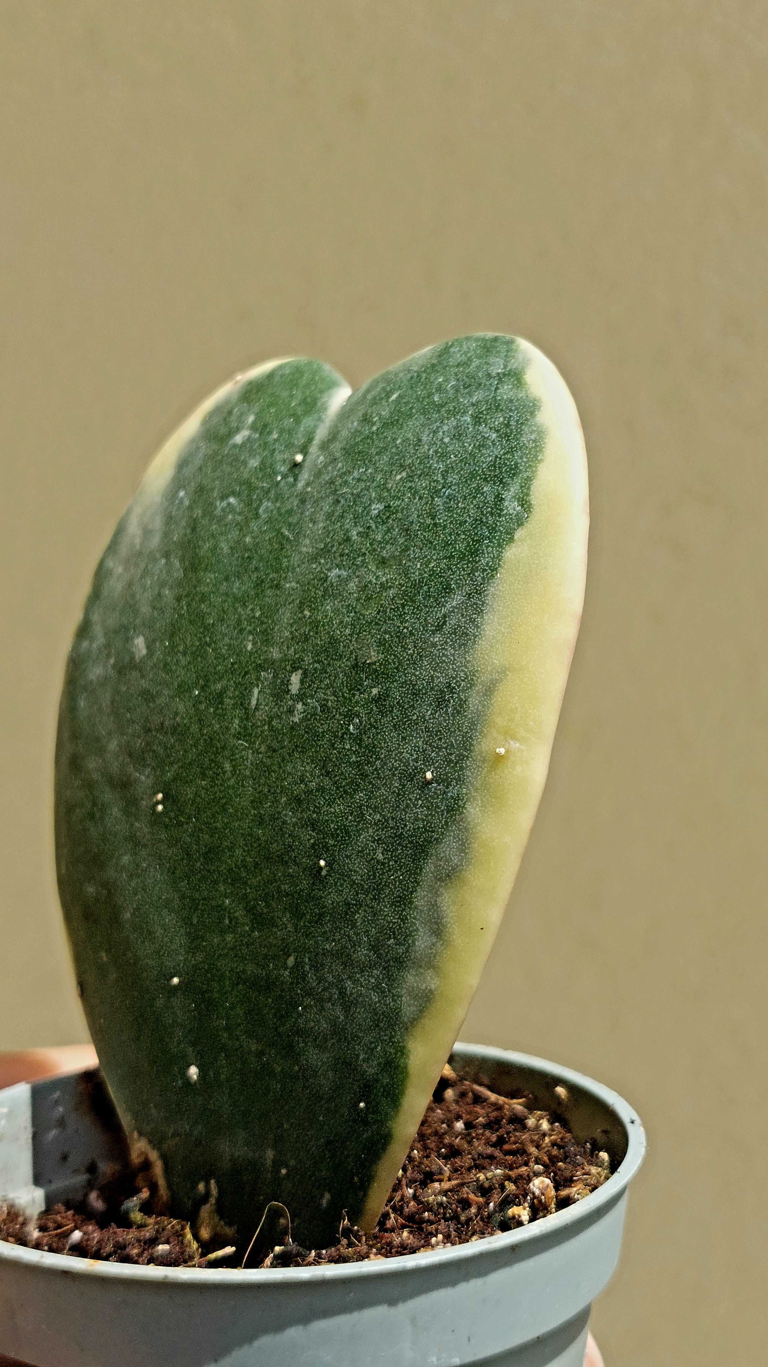 [Planta] Hoya kerrii variegata