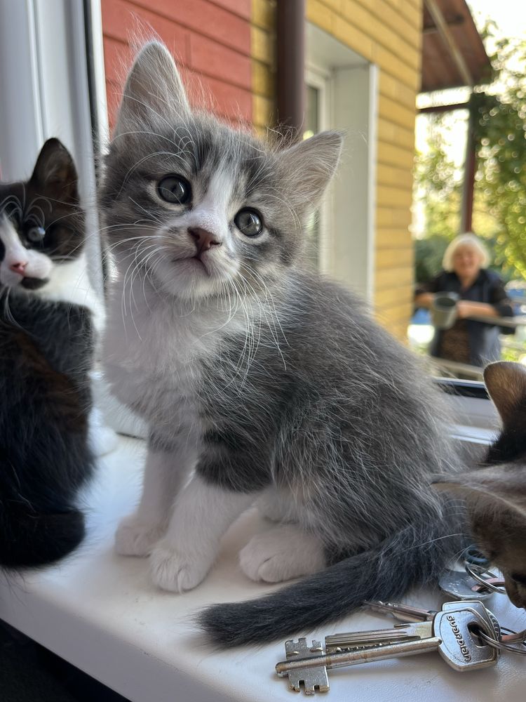 Отдам котят бесплатно