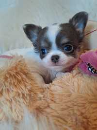 **SALLY**sunia xxs calineczka chihuahua biało niebieska do rezerwacji