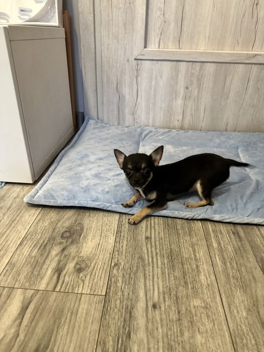 Chihuahua  mini piesek samiec