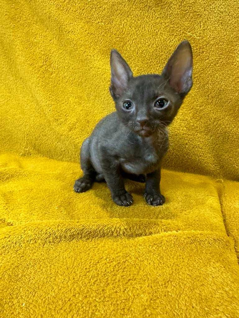 CORNISH REX - Dostępny kocurek o imieniu MAGIC Hodowla: MatiMalwa*PL