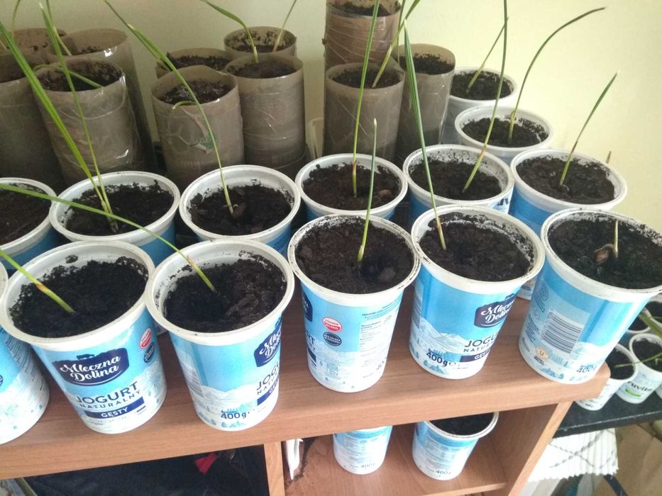 Sadzonki z pestek daktyla Izrael/Palestyna