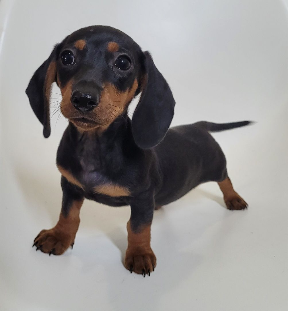 Cachorrinha teckel bebé
