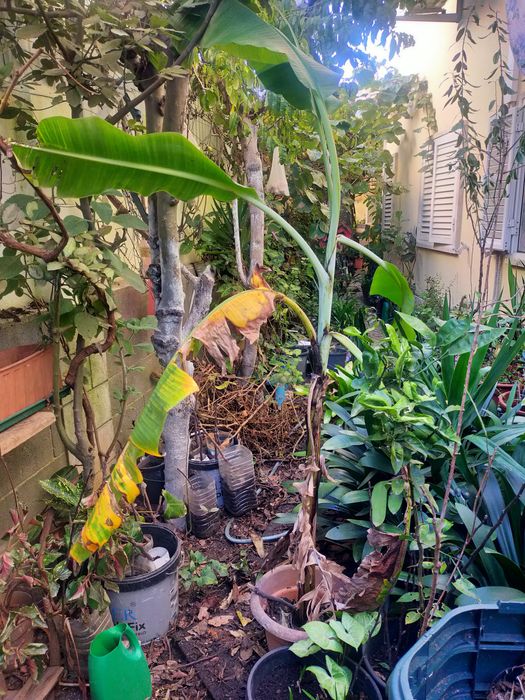 Árvore de fruto bananeira