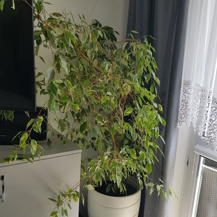 Sprzedam kwiatki z donicami