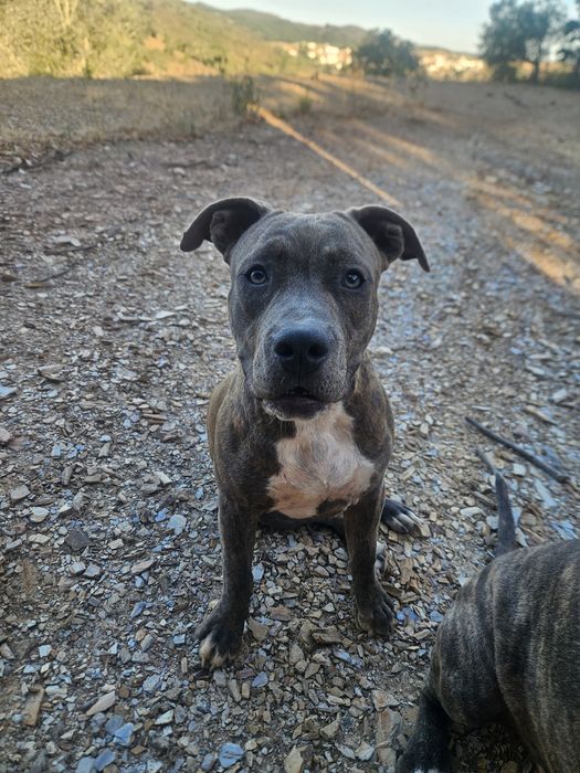 Cadelinha 8 meses para adocao,  bully mix