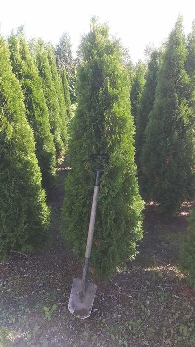 Tuja szmaragd 180 - 300 cm.
