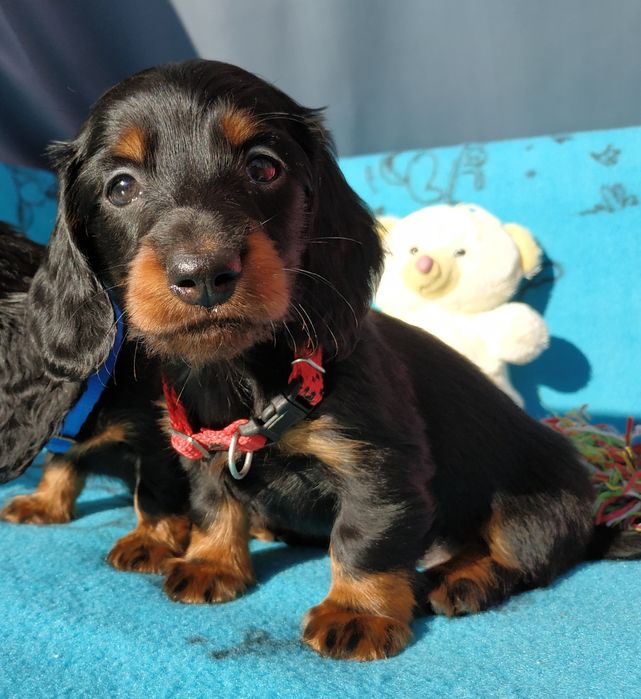 Jamnik długowłosy Związek Kynologiczny w Polsce FCI