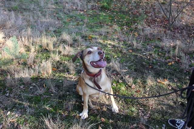 Bruno- pies do adopcji