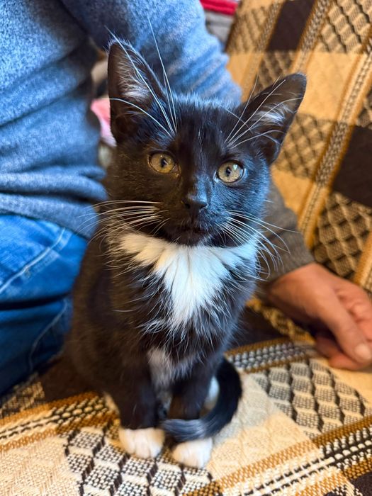 Malutka koteczka do adopcji