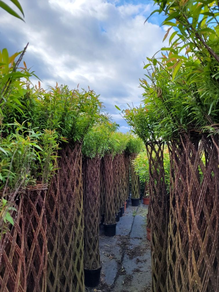 Wierzba pleciona American salix! 110cm!
