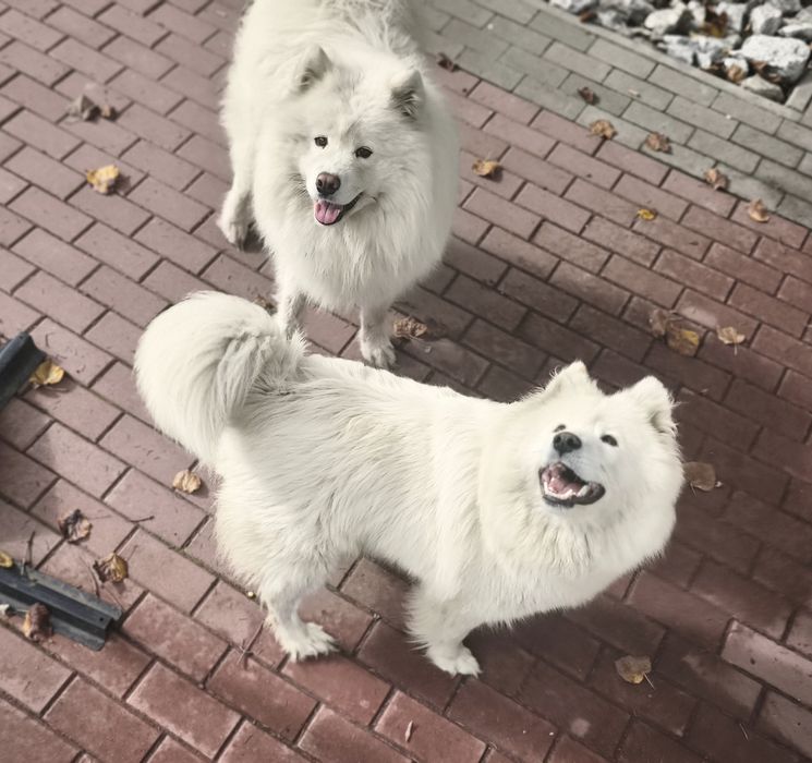 Suczka szczenię samoyed