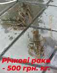 Річкові раки 500 грн кг