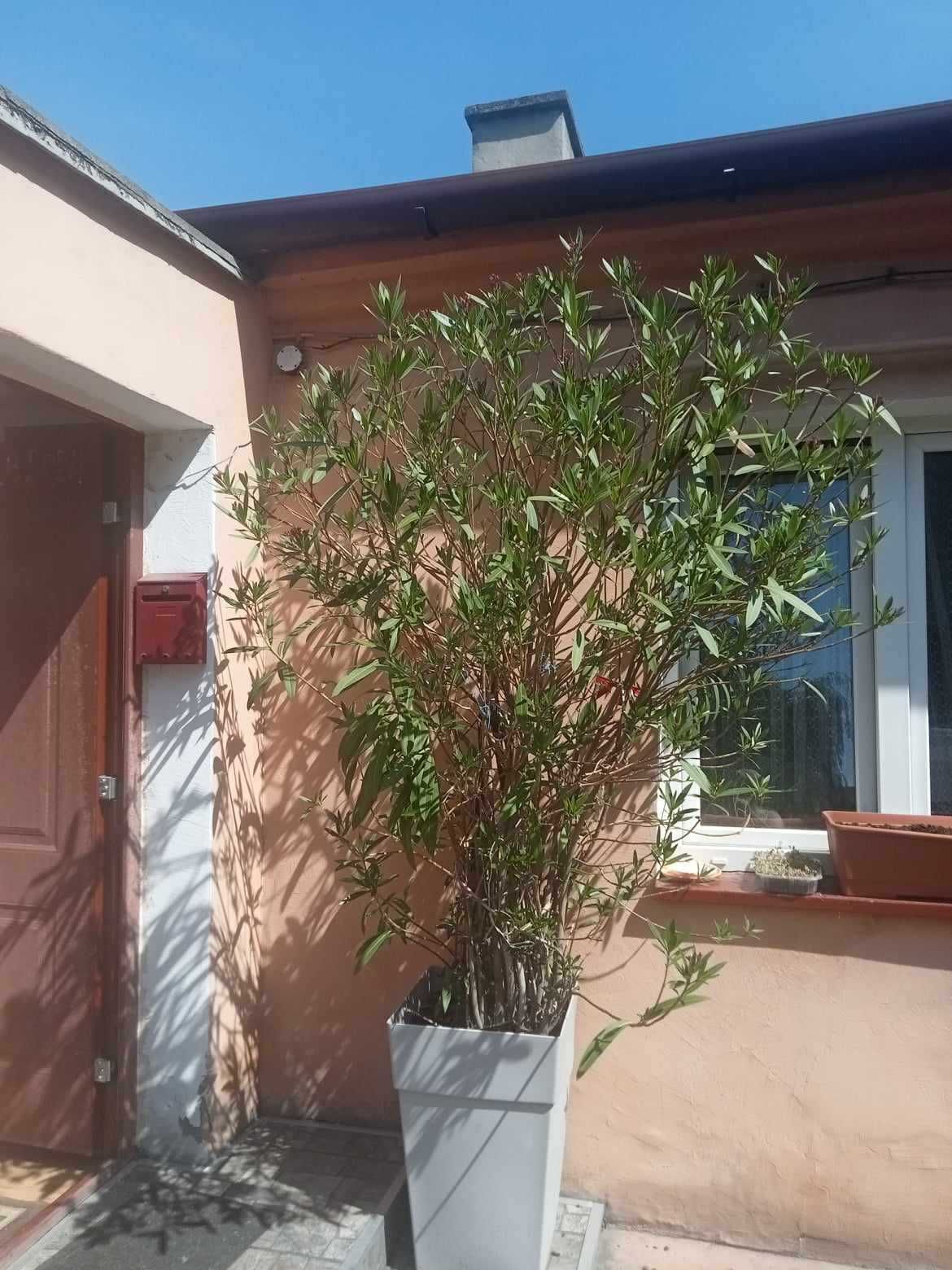 Kwiat doniczkowy Oleander
