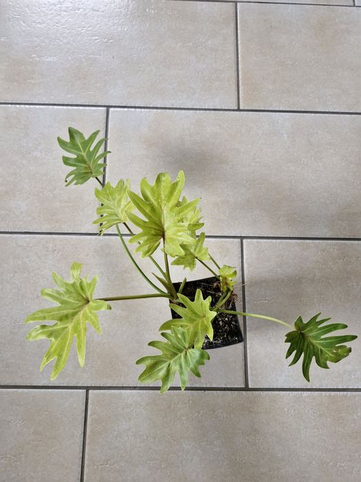 Stromananthe triostar, philidendron