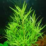 Pogostemon Yatabeanus