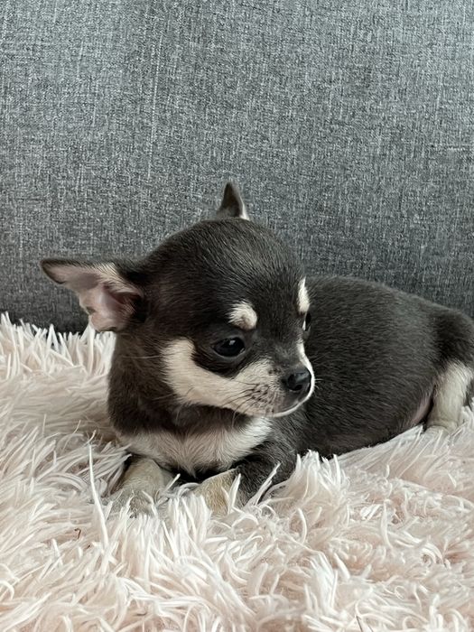 Malenki piesek chihuahua do odbioru