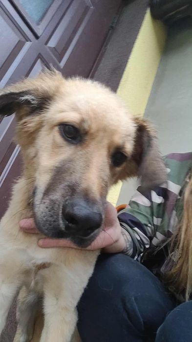 Szczeniak do oddania