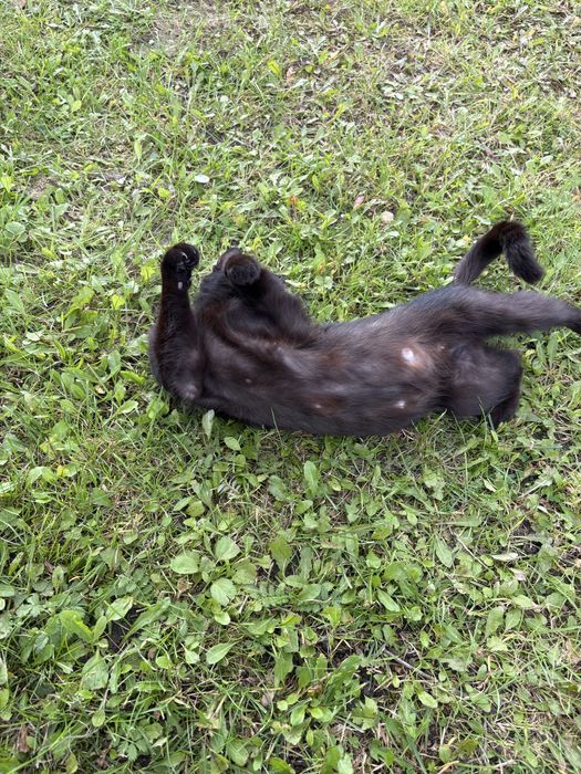 Czarna kotka szuka domu