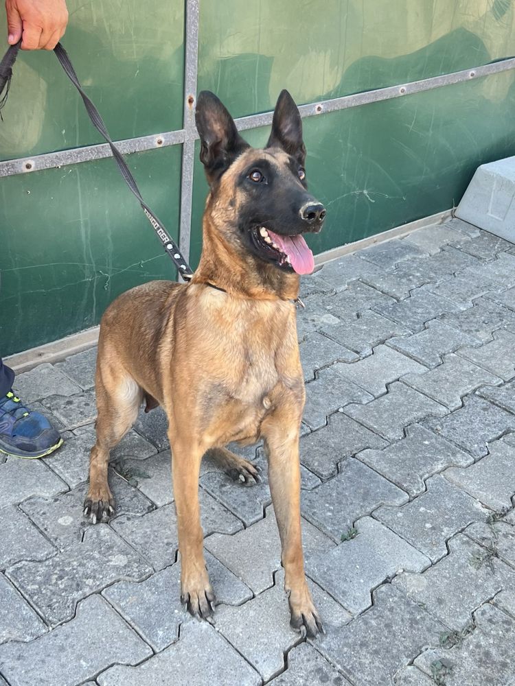 Pastor belga malinois top Mundial
