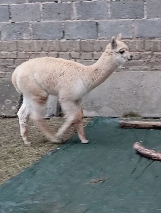 Młode Alpaki rezerwacja samczyk alpaka  piękny słodziak huacaya