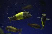 Tropheus Ikola f1, ciclideos africanos, Tanganyika