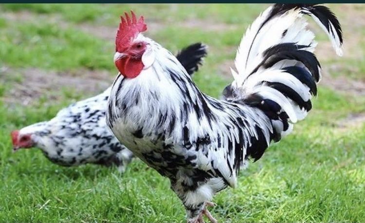 Мастер Грей инкубационные яйца