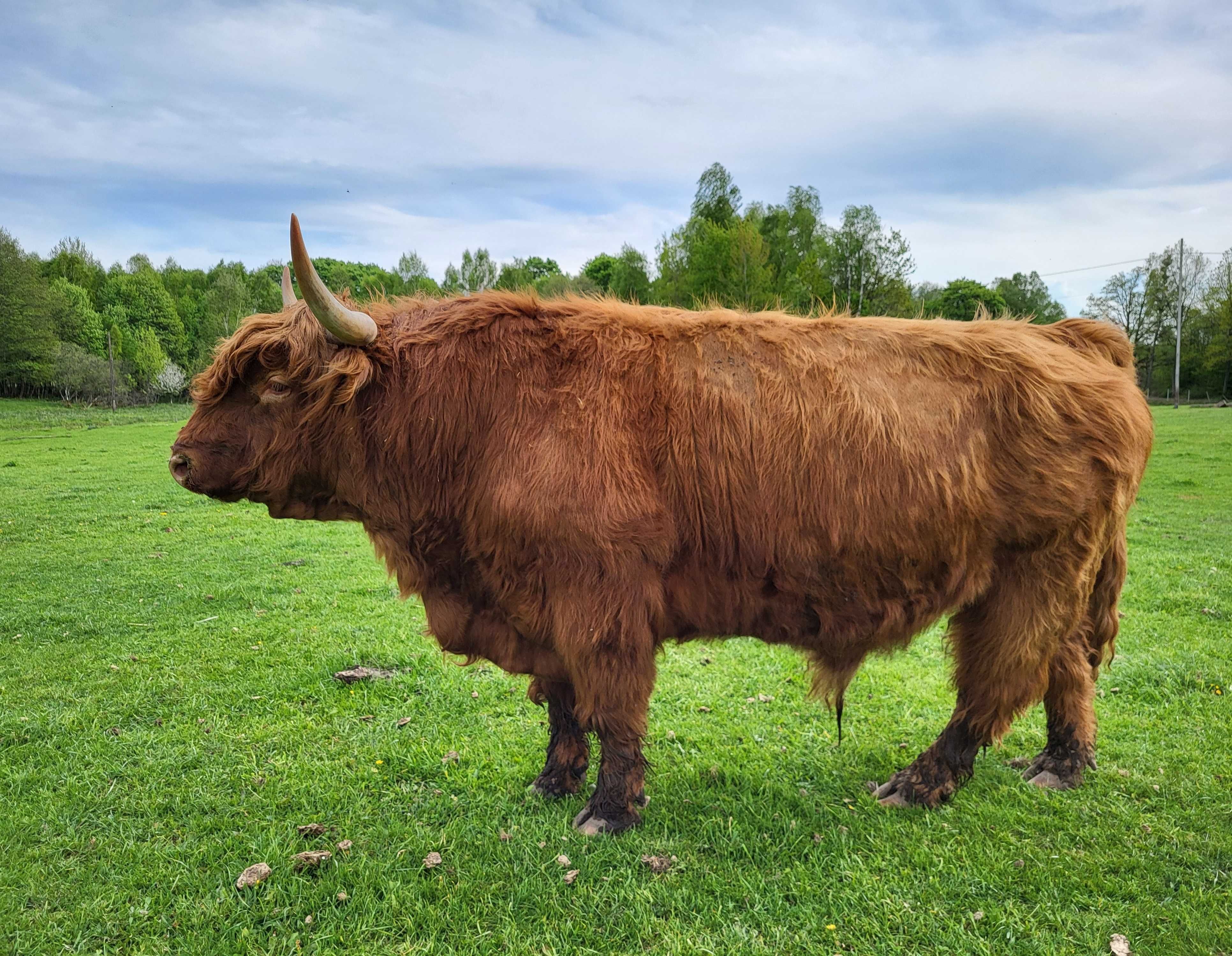 100% Rasowy buhaj byk rozpłodowy highland bydło szkockie wpis PZHiPBM