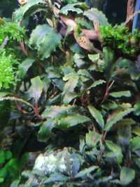 Bucephalandra Shine Blue sadzonka