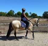 Lindo D-pony baio "Poneì Português"