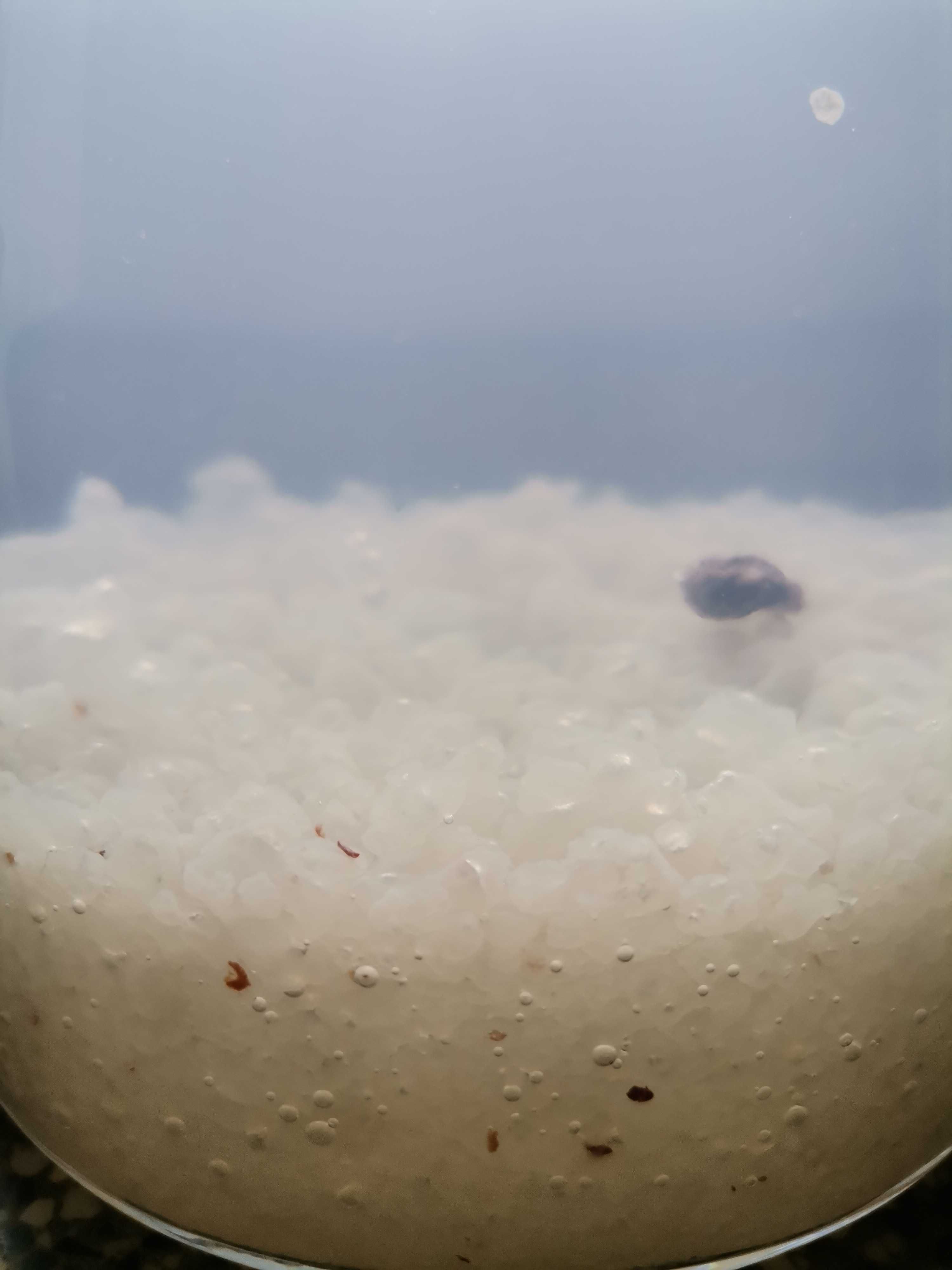 Algi japońskie i grzybek herbaciany  (kombucha) ZESTAW