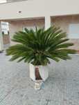 Palmeira anã para jardim