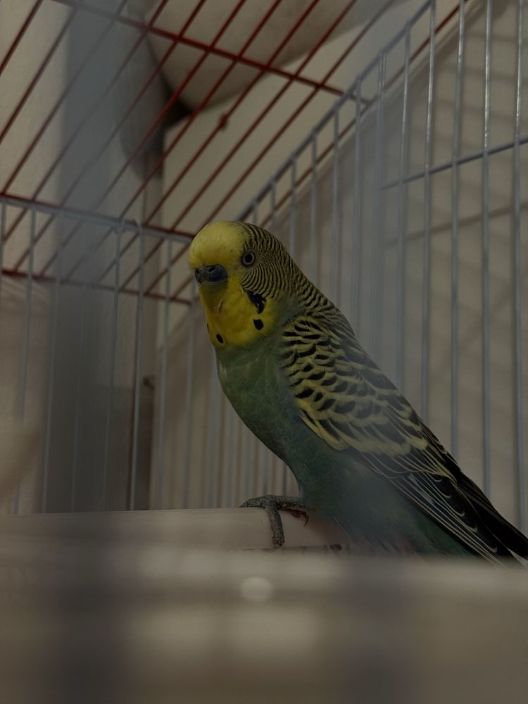 Periquito australiano
