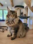 Kotka Maine Coon-legalna hodowla