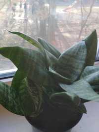 Сансевиерия-комнатно-офисное растение