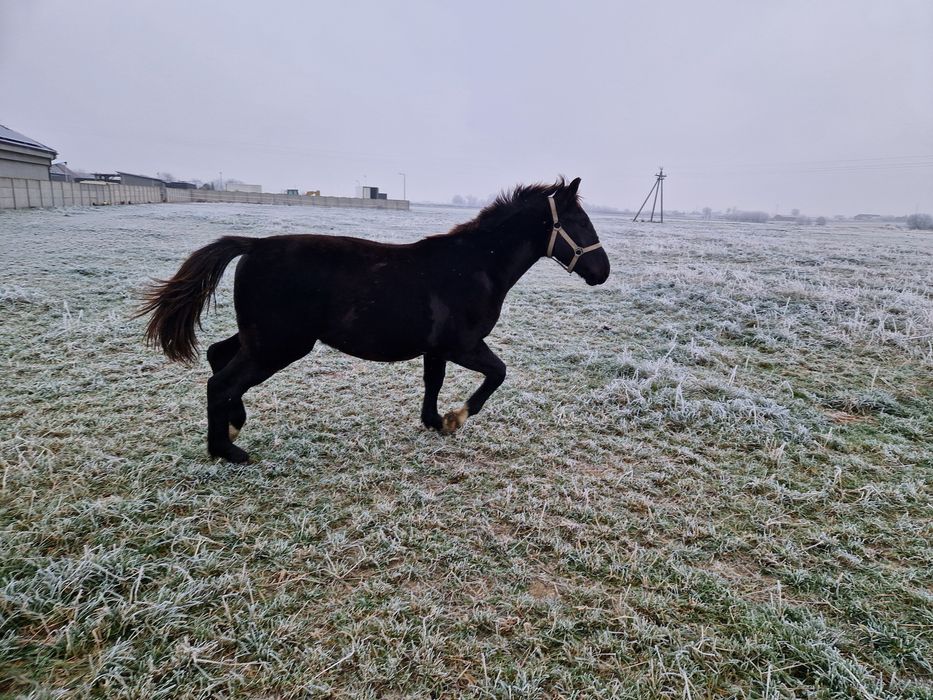 Ogier Śląskie odsadek skoki zaprzeg ujeżdżenie