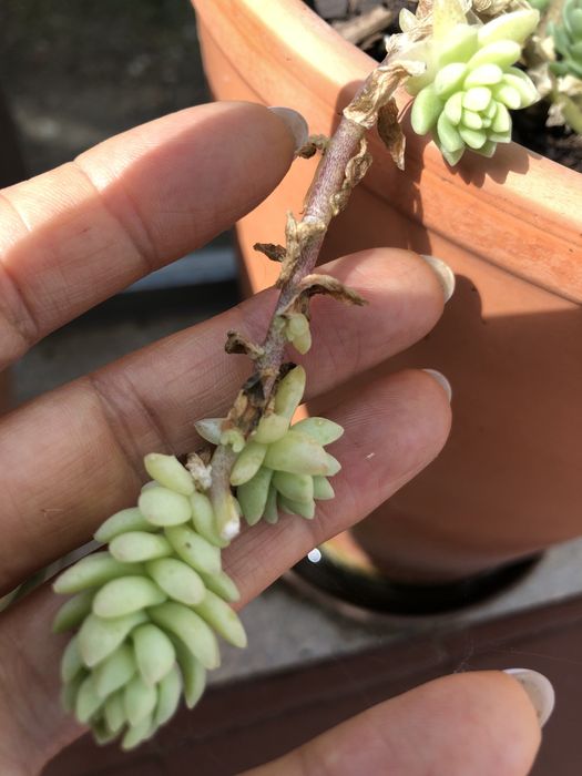 Suculentas lovely rose