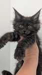 Czarna dymna Maine coon