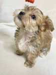 Piesek Yorkshire Terrier Ocean Pearl