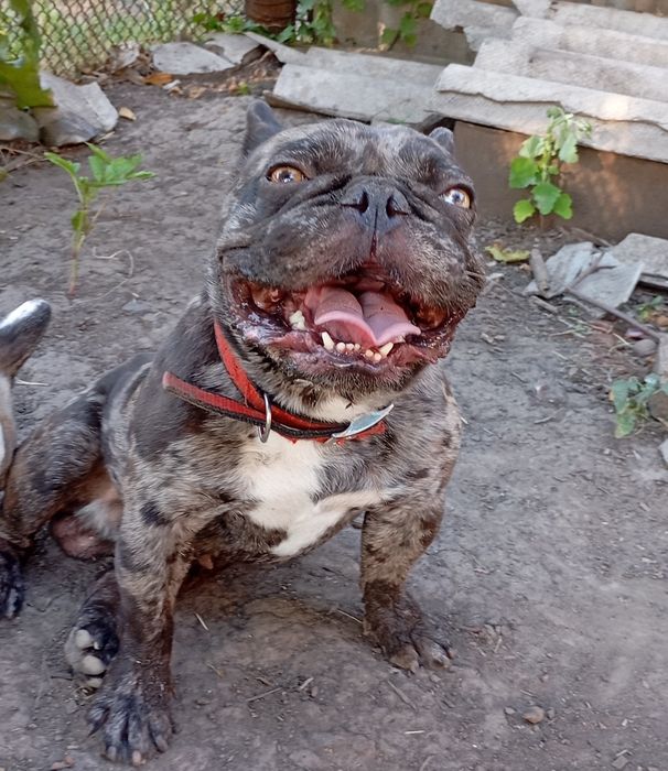 Мальчик вязка французький