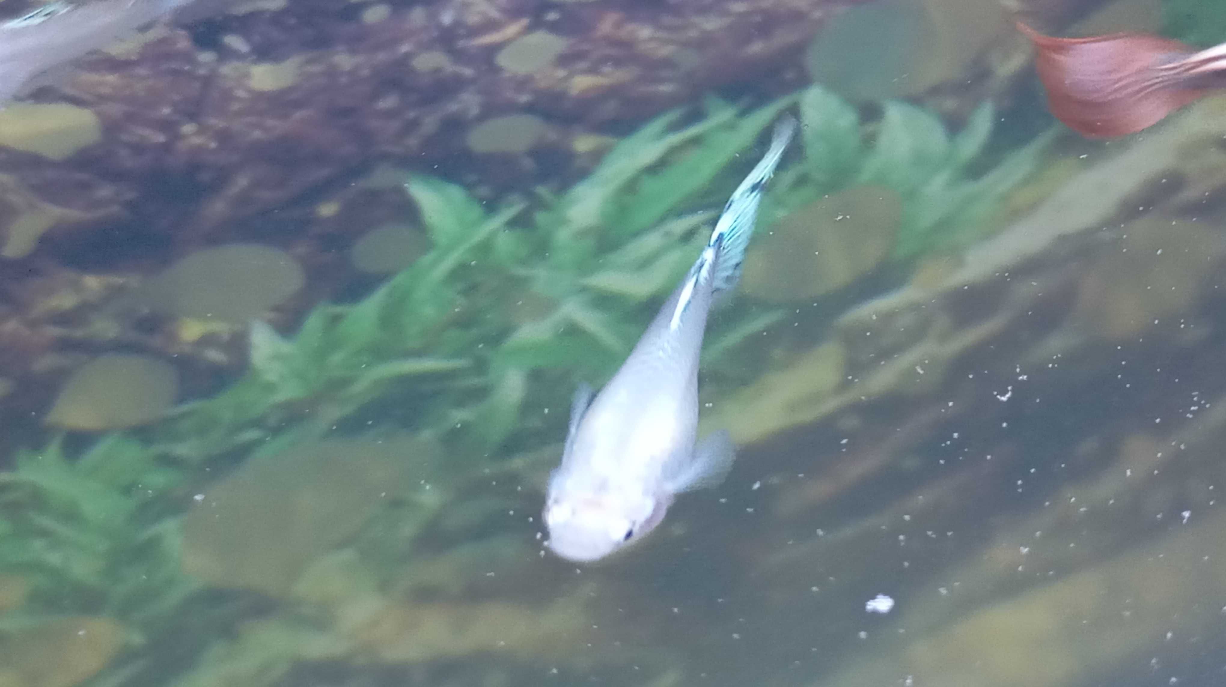Peixes     guppy