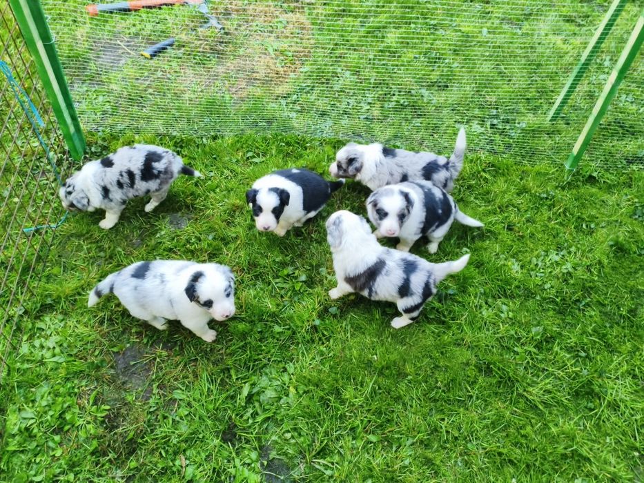 Border collie blue merl Black end white